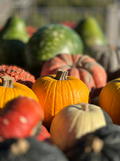 Edizione record per la 32ª Fiera Regionale della Zucca di Piozzo. 60.000 i visitatori: +20% rispetto al 2024