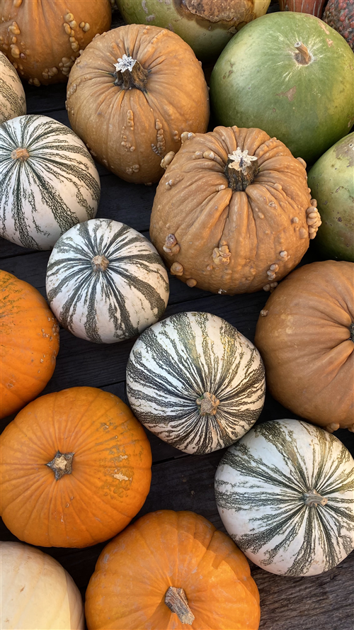 Piozzo capitale della zucca: il 3 e 4 ottobre torna la grande Fiera, questanno â€œNazionaleâ€